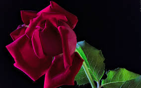 How much sugar is in wine is determined in the step after maceration, fermentation, where yeast eats up the sugar to produce alcohol, which is why not all light rosés are. Photos Roses Burgundy Flower Closeup Black Background 3840x2400