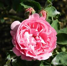 However, deer prefer not to eat many kinds of flowers, both annuals and perennials, in different colors, sizes and types of foliage. 16 Types Of Roses Most Popular Rose Varieties