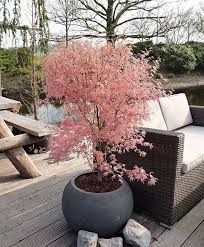 Japanischer Facherahorn Taylor Facherahorn Japanischer Pflanzen Tayl Brian Hayes Blog Japanischer Facher In 2020 Garten Japanischer Garten Garten Landschaftsbau