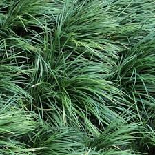 Image result for Ophiopogon
