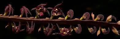 Image result for Bulbophyllum sandersonii