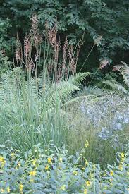 Image result for Sorghastrum