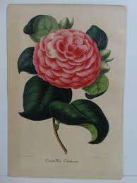 Image result for Theaceae