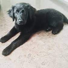 They are likely black because of genetic diversity that was added to the golden retrievers tend to always look like a perfect mix of their parents. 9 Puppy Love Ideas Puppies Black Golden Retriever Golden Retriever Black Lab Mix
