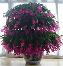 5 common rootstocks for grafting. How To Graft Christmas Cactus With Ruler The Plant Aide