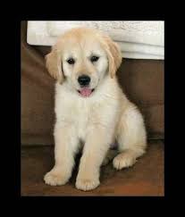 Check spelling or type a new query. Golden Retriever Puppies For Sale Charlotte Nc 269888