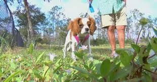This cutie comes up to date on vaccinations and vet checked to help make his. Florida Man Saves His Puppy Dragged Into Pond By Alligator