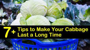 7 Tips To Make Your Cabbage Last A Long Time