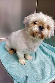 Adorable shih tzu/maltese designer mix male puppies. Want To Adopt A Pet Here Are 7 Delightful Doggies To Adopt Now In