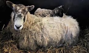 Sheep supply chain, such as farmers, hauliers, veterinary surgeons, and abattoir and market operators. Non Stun Slaughter British Veterinary Association