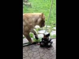 Lion Tries To Eat Baby Part 1 Youtube