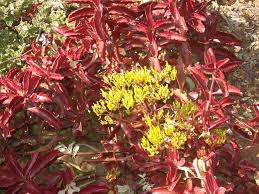 Image result for Kalanchoe sexangularis