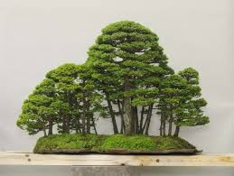 The word refers to dwarf trees as well as trees that are artificially trained to grow in miniature sizes in containers. The Meaning Of Bonsai Tradition And The Japanese Esthetic Discuss Japan Japan Foreign Policy Forum