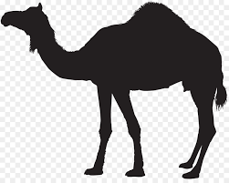 Camel cartoon black and white. Watercolor Cartoon Png Download 8000 6279 Free Transparent Dromedary Png Download Cleanpng Kisspng