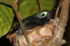 Bird On The Run Pittsburgh Pa Black Necked Wattle Eye Cameroon By Markus Lilje 25 Jpg 1000 667 Black Neck Bird Black