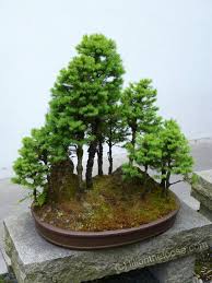 Bonsai by sake japanese & thai, portland, oregon. Bonsai Forest In Portland Or Lili On The Loose