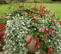 Image result for Acalypha hispida