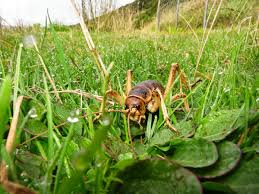 They have somewhat flattened bodies and long. Passenger Finds Large Cricket Like Insect Onboard Flight