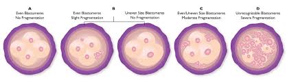 embryo grading blastocyst implantation blastocyst grading