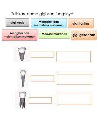 Maybe you would like to learn more about one of these? Ejercicio De Gigi Manusia Jenis Dan Fungsi Gigi