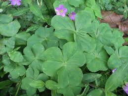 Image result for Oxalis debilis