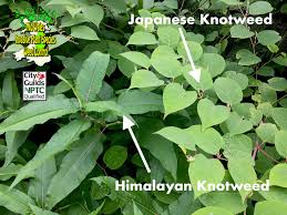 Japanese knotweed growing in your garden, can cause major problems, not only to your own garden and property, but to neighbours gardens and properties. Mid Wales Invasive Plant Species Weed Control Japanese Knotweed Home Facebook