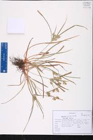 Image result for Queenslandiella