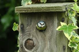 Image result for Flyte Blackbird Nest Box