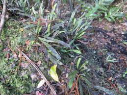 Image result for Grammitis