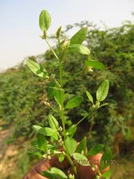 Image result for Nothosaerva