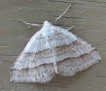 Image result for Mesotype parallelolineata