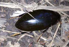 The giant water bug is a bug that was added in animal crossing: Giant Black Water Beetle Not Predaceous Diving Beetle What S That Bug