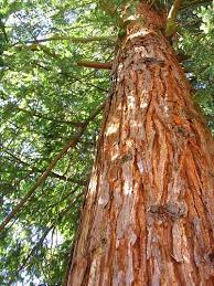 Red Cedar Cedar Trees Western Red Cedar Ornamental Trees