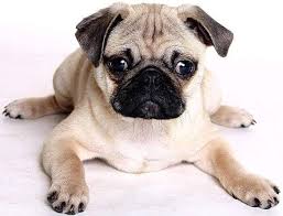 El perros pug que estás buscando está en mercado libre uruguay. 6 Interesantes Particularidades Sobre La Raza De Perros Carlino