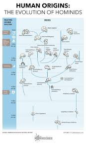 Chart The Evolution Of Hominids Human Evolution