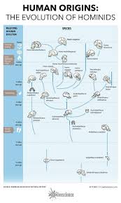 chart the evolution of hominids human evolution