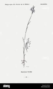 Image result for Lasiodiscus pervillei