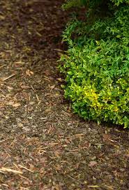 Da der mulch dem boden kalk und stickstoff entzieht, ist auf einen ausgleich zu achten. Erfolgreich Mulchen Gegen Unkraut Freudengarten