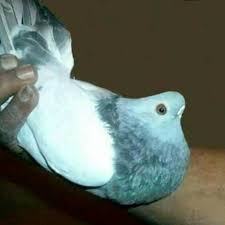Nur Kholis Adli Kullanicinin Pigeon Panosundaki Pin Guzel Kuslar Kus