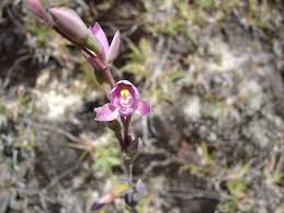 Image result for Lessertia pauciflora