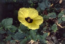 Image result for Hibiscus calyphyllus
