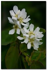 Image result for Amelanchier alnifolia