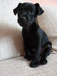 Patterdale terrier puppies, breeders, puppies for sale, patterdale terrier dog breed profile, history, height, weight, care, training, grooming, pictures, patterdale terriers. Pin By Zoe Burgess On Doggies Patterdale Terrier Puppy Patterdale Terrier Hairless Dog