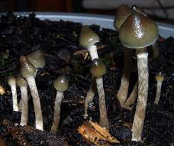 Magic Mushrooms The Psychedelic Drug Making A Clinical Comeback