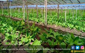 Hidrofonik dan metodenya *hak cipta pada universitas terbuka. Kementan Dorong Pengembangan Hortikultura Di Luar Jawa Jpnn Com