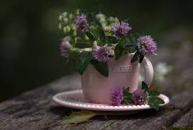 Чашка клевера на старом столе.... Photographer Antonina Yanovska