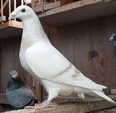 Pin By Nadeem Ramay On Birds