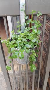 Image result for Vahlia capensis