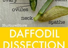 Daffodil Dissection Parts Of A Flower Lesson Nurturestore Parts Of A Flower Spring Science Lessons Spring Science
