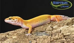 When eating live prey, geckos are known for getting very excited about the hunt (often chasing prey leopard gecko substrate requirements. Leopard Gecko Care Sheet Reptiles By Mack